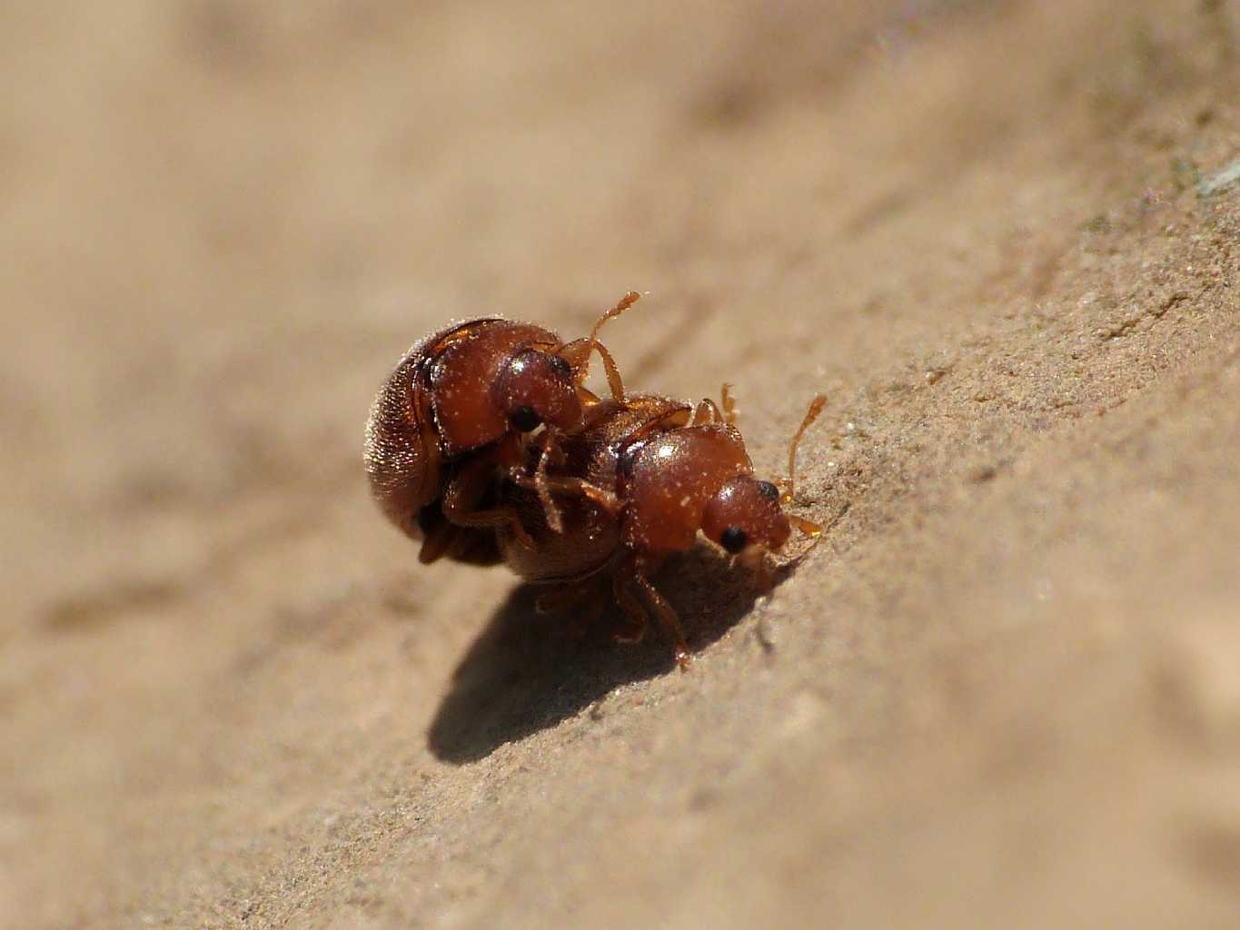 Scymnus? No. Rhyzobius litura in copula